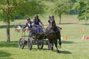 Cheval arabo frison 