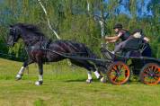 Cheval arabo frison 