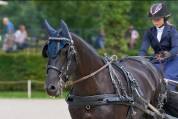 Cheval arabo frison 