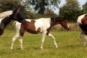 Pouliche sport pie origines SF