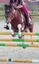 Poney C 