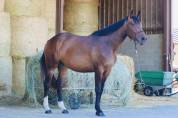 Jument de Sport à Vendre 