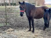 Superpro PRE merrie opgeleid spaanse rijschool Madrid