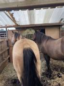 Superpro PRE merrie opgeleid spaanse rijschool Madrid