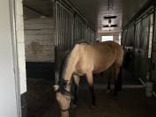 PRACHTIGE Andalousian Buckskin mare te koop