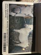 PRACHTIGE Andalousian Buckskin mare te koop