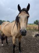 PRACHTIGE Andalousian Buckskin mare te koop