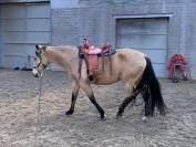 PRACHTIGE Andalousian Buckskin mare te koop