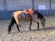 PRACHTIGE Andalousian Buckskin mare te koop