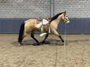 PRACHTIGE Andalousian Buckskin mare te koop