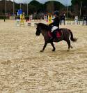 Poney 