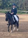 Poney 