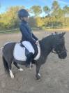 Poney 