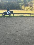 Poney 