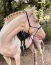 Hongre espagnol 3ans cremello