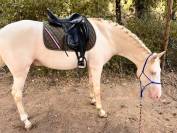 Hongre espagnol 3ans cremello