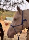 Hongre espagnol 3ans cremello
