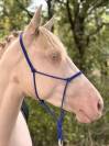 Hongre espagnol 3ans cremello