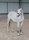 Hongre-OC- 1.65m - amateur CSO 110 -polyvalent eénéreux