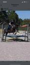 Adibou Poney Pottok 15 ans 