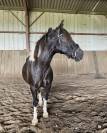 Adibou Poney Pottok 15 ans 