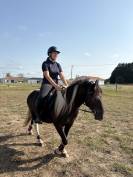 Adibou Poney Pottok 15 ans 