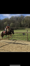 Adibou Poney Pottok 15 ans 