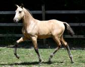 PHOENIX DU PUITS CARRE POULAIN PRE ISABELLE