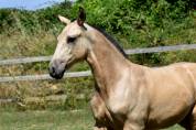 PHOENIX DU PUITS CARRE POULAIN PRE ISABELLE