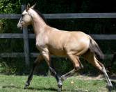 PHOENIX DU PUITS CARRE POULAIN PRE ISABELLE