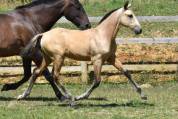 PHOENIX DU PUITS CARRE POULAIN PRE ISABELLE