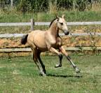 PHOENIX DU PUITS CARRE POULAIN PRE ISABELLE