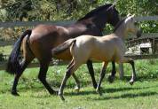 PHOENIX DU PUITS CARRE POULAIN PRE ISABELLE