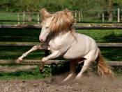 PHOENIX DU PUITS CARRE POULAIN PRE ISABELLE
