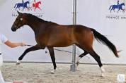 Hongre 2 ans Dressage