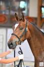 Hongre 2 ans Dressage