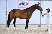 Hongre 2 ans Dressage