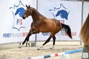 Hongre 2 ans Dressage