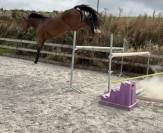 Jument de CSO 