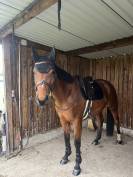 Jument SF 4 ans par Armitages Boy 
