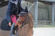 Jument SF 4 ans par Armitages Boy 
