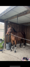 Jument SF 4 ans par Armitages Boy 