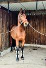 Jument SF 4 ans par Armitages Boy 