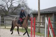 Jument SF 4 ans par Armitages Boy 