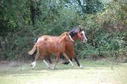 TRES CHIC POULICHE WELSH A