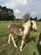 Plusieurs poulain à vendre 