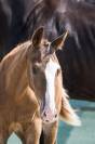 Poulain de dressage gros potentiel