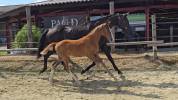 Poulain de dressage gros potentiel