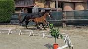 Poulain de dressage gros potentiel