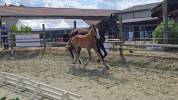 Poulain de dressage gros potentiel